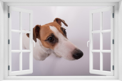 Fototapeta Naklejka Na Ścianę Okno 3D - Portrait of funny dog Jack Russell Terrier on a white background. Fish eye.