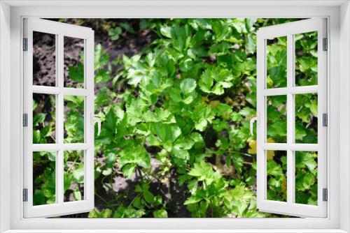 Fototapeta Naklejka Na Ścianę Okno 3D - Celery (Apium graveolens) - leaves in the garden