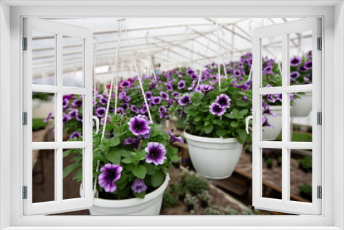 Fototapeta Naklejka Na Ścianę Okno 3D - Blooming plants in greenhouse for sale, botanic industry