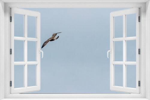 Fototapeta Naklejka Na Ścianę Okno 3D - A seagull flying free in the sky