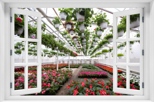 Fototapeta Naklejka Na Ścianę Okno 3D - Flowers in greenhouse in spring, gardening business
