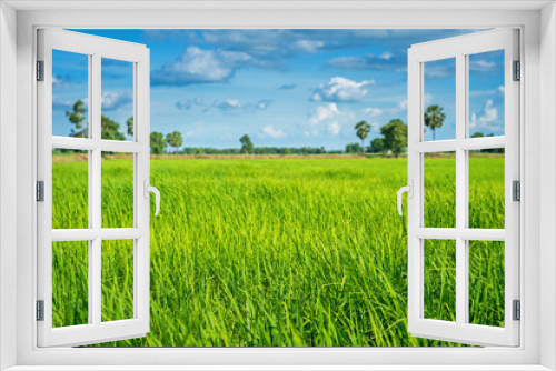 Fototapeta Naklejka Na Ścianę Okno 3D - Green rice paddy fields and blue sky