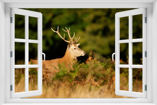 Fototapeta Naklejka Na Ścianę Okno 3D - Close-up of a red deer stag in autumn
