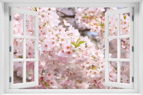 Fototapeta Naklejka Na Ścianę Okno 3D - 満開の桜