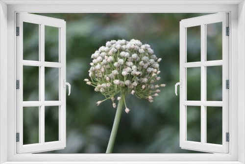 Fototapeta Naklejka Na Ścianę Okno 3D - A Beautiful Leek Flower in a Garden.