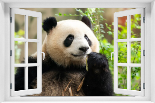 Fototapeta Naklejka Na Ścianę Okno 3D - Panda eating shoots of bamboo. Rare and endangered black and white bear.