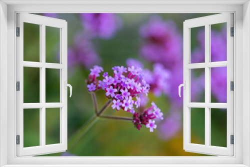 Fototapeta Naklejka Na Ścianę Okno 3D - purple tall verbena flowers macro