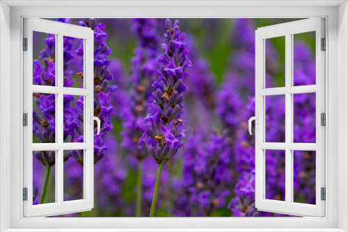 Fototapeta Naklejka Na Ścianę Okno 3D - Violet lavender field of the French Provence for your floral background. Fresh lavender flowers at ultraviolet colors