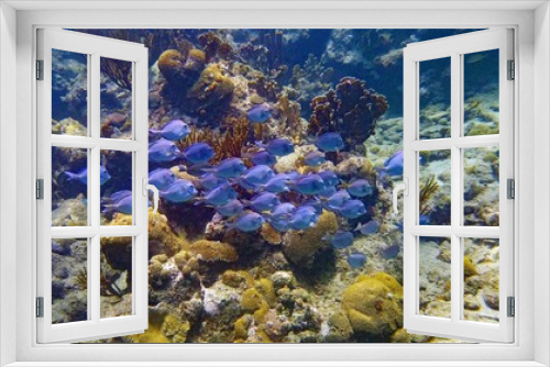 Fototapeta Naklejka Na Ścianę Okno 3D - Acanthus barbarians - a school of blue Surgeonfish swimming in a beautiful healthy Coral Reef