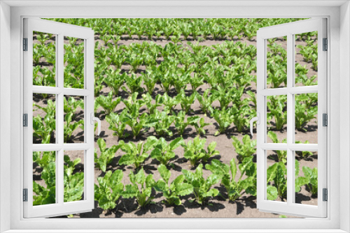 Fototapeta Naklejka Na Ścianę Okno 3D - On the farm field grow sugar beets