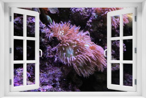 Fototapeta Naklejka Na Ścianę Okno 3D - Coral in an Aquarium