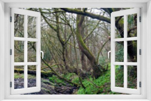 Fototapeta Naklejka Na Ścianę Okno 3D - Woodland stream