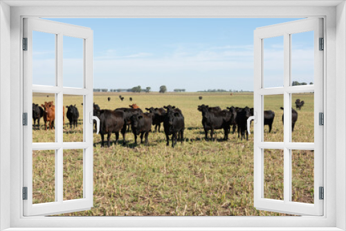 Fototapeta Naklejka Na Ścianę Okno 3D - Angus cattle farm in the pampas