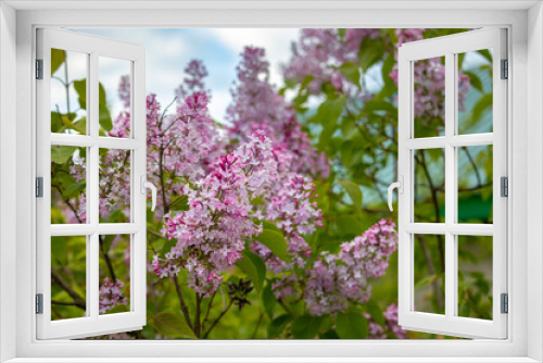 Fototapeta Naklejka Na Ścianę Okno 3D - blooming lilac near a rural house