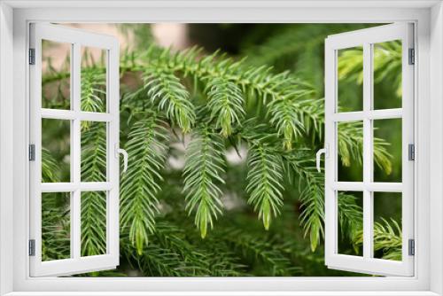 Fototapeta Naklejka Na Ścianę Okno 3D - Macro view of delicate branches on a norfolk pine