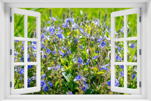 Fototapeta Naklejka Na Ścianę Okno 3D - Blue small flowers veronica chamaedrys on a meadow in sunny weather