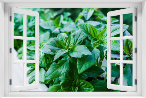 Fototapeta Naklejka Na Ścianę Okno 3D - Growing basil at home. Plants close up