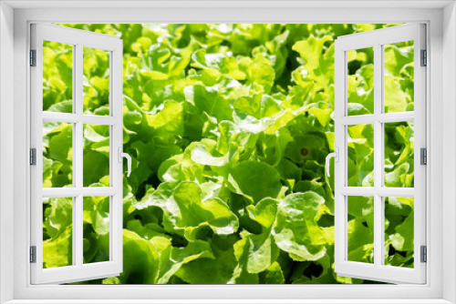 Fototapeta Naklejka Na Ścianę Okno 3D - organic green vegetables farm
