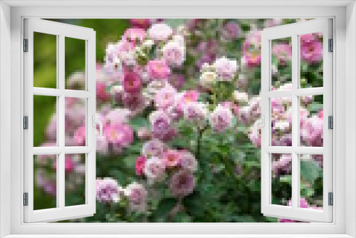 Fototapeta Naklejka Na Ścianę Okno 3D - The beautiful flowers blooming in the garden with the warm sunlight
