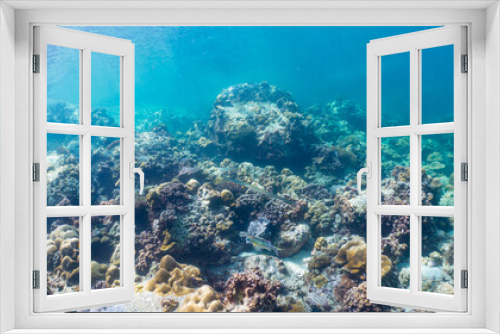 Fototapeta Naklejka Na Ścianę Okno 3D - Underwater coral reef on the sea
, background sea the underwater
