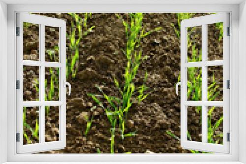 Fototapeta Naklejka Na Ścianę Okno 3D - Growing wheat.