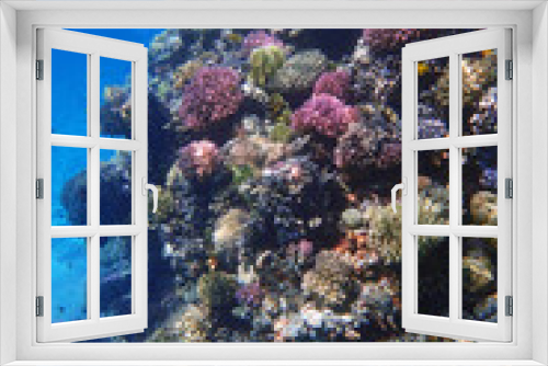 Fototapeta Naklejka Na Ścianę Okno 3D - coral sea in the egypt