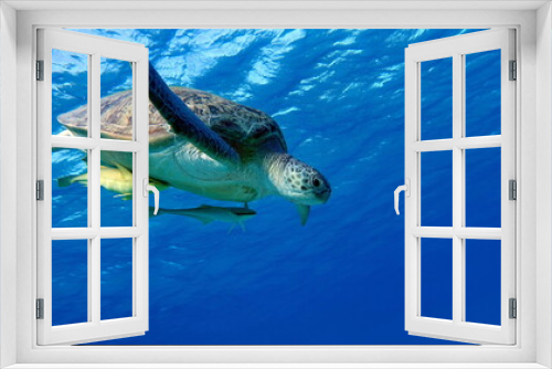 Fototapeta Naklejka Na Ścianę Okno 3D - Big Green turtle on the reefs of the Red Sea.