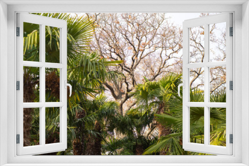 Fototapeta Naklejka Na Ścianę Okno 3D - Early spring in the Botanical Garden
