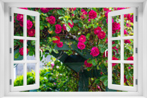 Fototapeta Naklejka Na Ścianę Okno 3D - Tracyton, Washington State, rose arbor garden