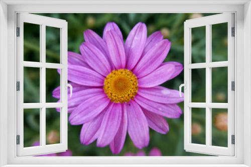 Fototapeta Naklejka Na Ścianę Okno 3D - meravigliosa corolla di fiore in primo piano su sfondo sfumato
