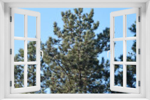 Fototapeta Naklejka Na Ścianę Okno 3D - Black pine