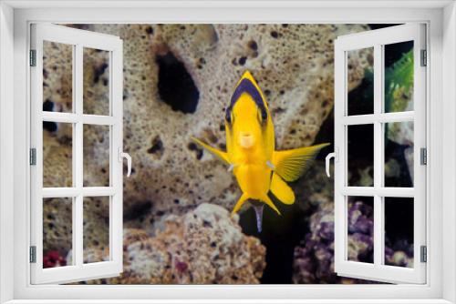 Fototapeta Naklejka Na Ścianę Okno 3D - Bicolor angelfish