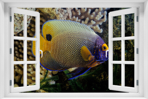 Fototapeta Naklejka Na Ścianę Okno 3D - Pomacanthus xanthometopon is a marine ray-finned fish, a marine angelfish belonging to the family Pomacanthidae found in shallow parts of the Indo-Pacific. It is commonly known as the blueface angelfi