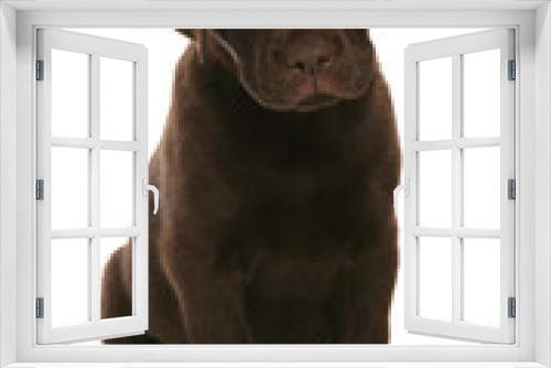 Fototapeta Naklejka Na Ścianę Okno 3D - Brown Labrador Puppy