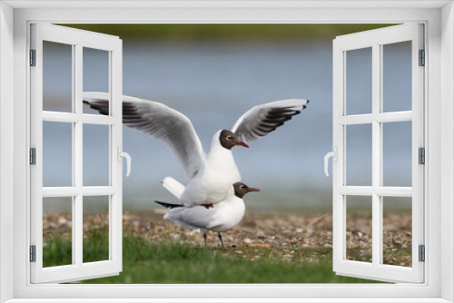 Fototapeta Naklejka Na Ścianę Okno 3D - Lachmöwe, Black-headed gull, Chroicocephalus ridibundus