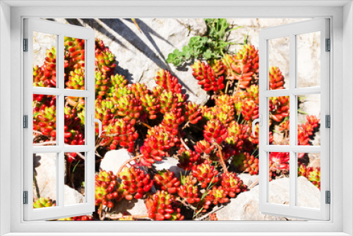 Fototapeta Naklejka Na Ścianę Okno 3D - Mediterranean garden, stones, Sedum Rubrotinctum Jelly beans on the French Riviera during springtime