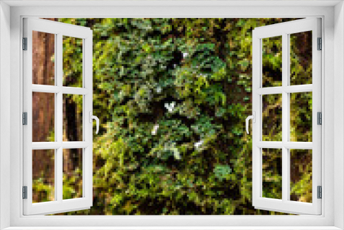 Fototapeta Naklejka Na Ścianę Okno 3D - Long moss on tree trunk texture