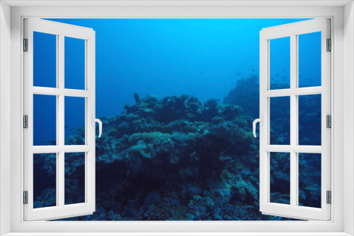 Fototapeta Naklejka Na Ścianę Okno 3D - diver and reef