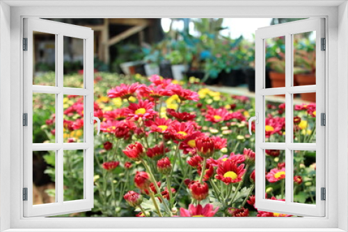 Fototapeta Naklejka Na Ścianę Okno 3D - Selective focus image. Colorful chrysanthemum flower bloom in the farm On a blurred background