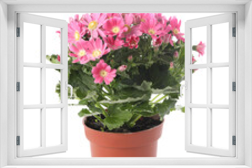 Fototapeta Naklejka Na Ścianę Okno 3D - Beautiful pink cineraria plant in flower pot isolated on white