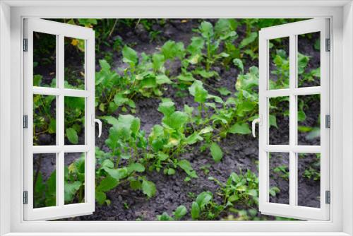 Fototapeta Naklejka Na Ścianę Okno 3D - Lettuce (Lactuca sativa), a plant in the garden