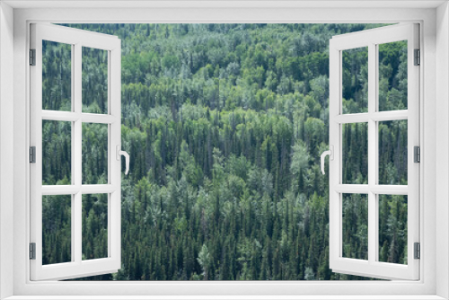 Fototapeta Naklejka Na Ścianę Okno 3D - Uniform thin trees in Alaska