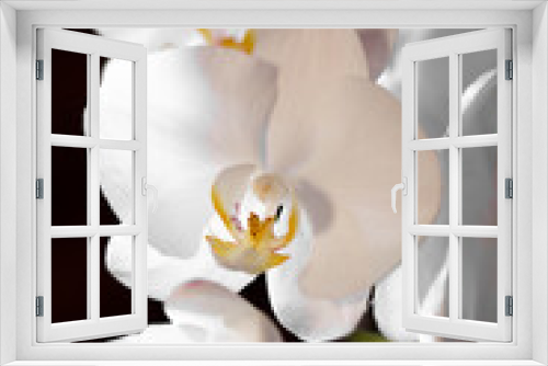 Fototapeta Naklejka Na Ścianę Okno 3D - Orchidea Bianca