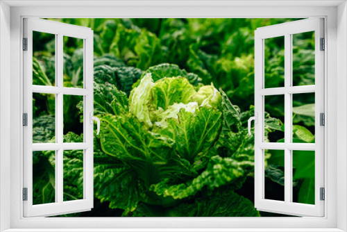Fototapeta Naklejka Na Ścianę Okno 3D - Agriculture cabbages heads in field.
