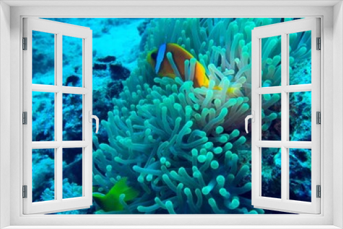 Fototapeta Naklejka Na Ścianę Okno 3D - clown fish and sea anemone