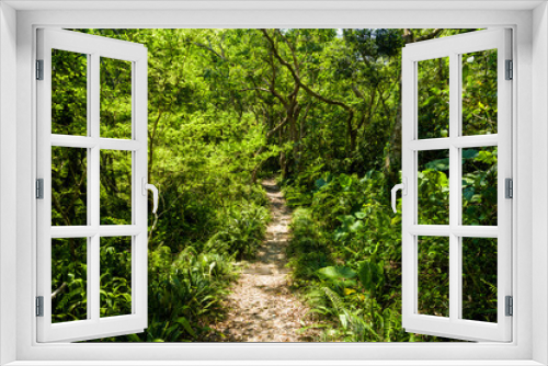 Fototapeta Naklejka Na Ścianę Okno 3D - The trail through the green forest in the mountain of Pingtung, Taiwan.