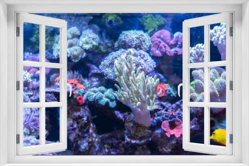 Fototapeta Naklejka Na Ścianę Okno 3D - Coral Reef in Sunlightmarine aquarium.