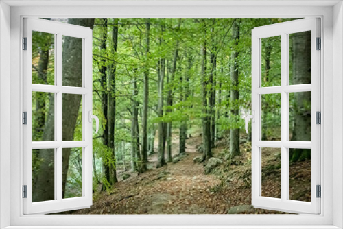 Fototapeta Naklejka Na Ścianę Okno 3D - Woodlands Hiking Way