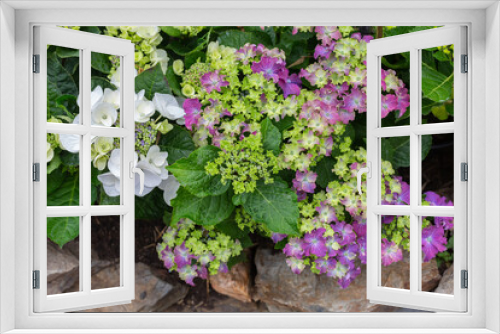Fototapeta Naklejka Na Ścianę Okno 3D - Colored flowers hydrangea，Hydrangea macrophylla，Forever Summer，Endless Summer