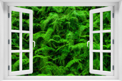 Fototapeta Naklejka Na Ścianę Okno 3D - Lush natural green fern as a background